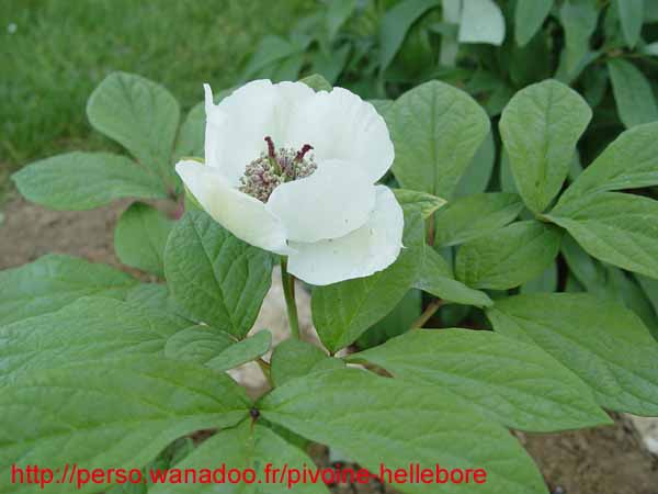 obovata_willmotiae03