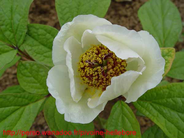 obovata_willmotiae04