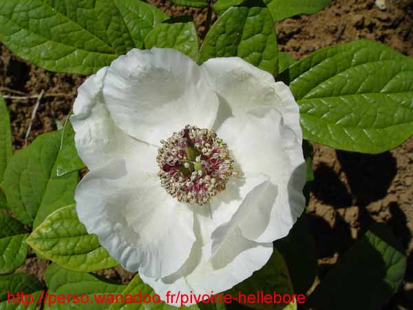 obovata_willmotiae06