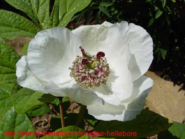 obovata_willmotiae07