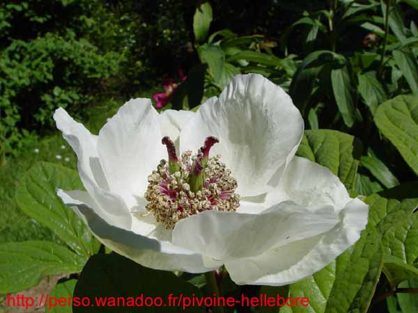 obovata_willmotiae08
