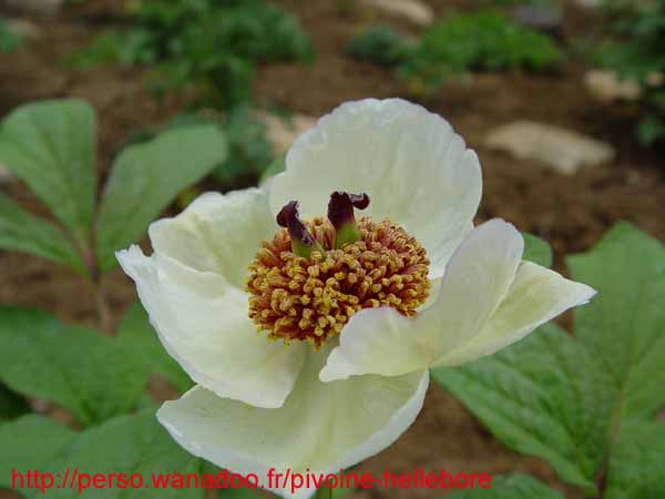 obovata_willmotiae09