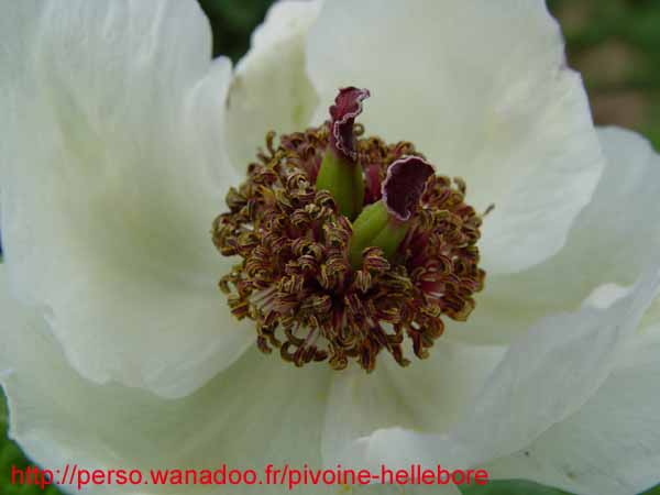 obovata_willmotiae13