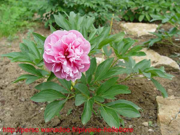 off_rosea_superba01