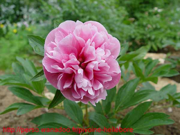 off_rosea_superba02