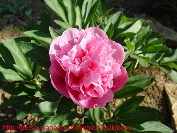 off_rosea_superba03