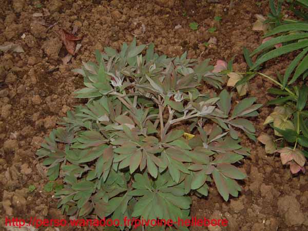 officinalis_riv01