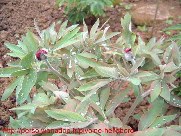 officinalis_riv03