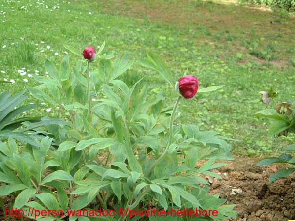 officinalis_riv04