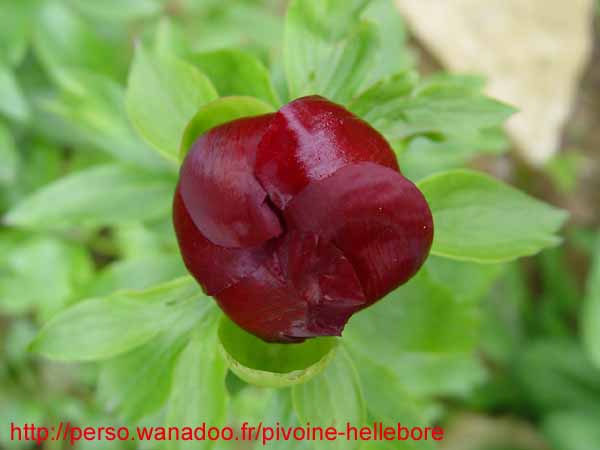 parnassica03