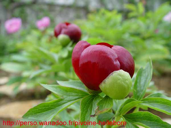 parnassica06