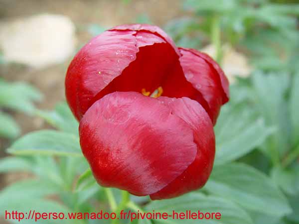 peregrinea_kl06