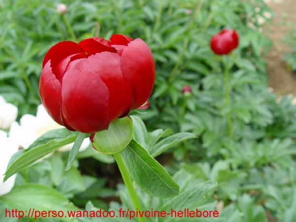 peregrinea_kl07