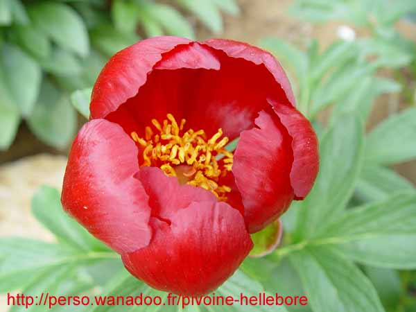 peregrinea_kl09
