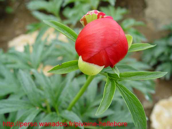 peregrinea_o_froebel04