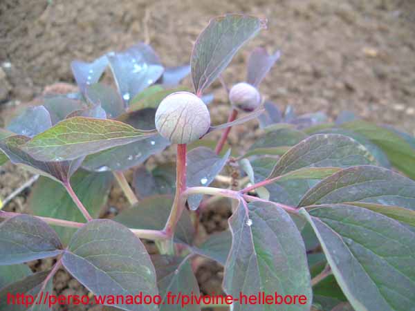 ruprechtiana02