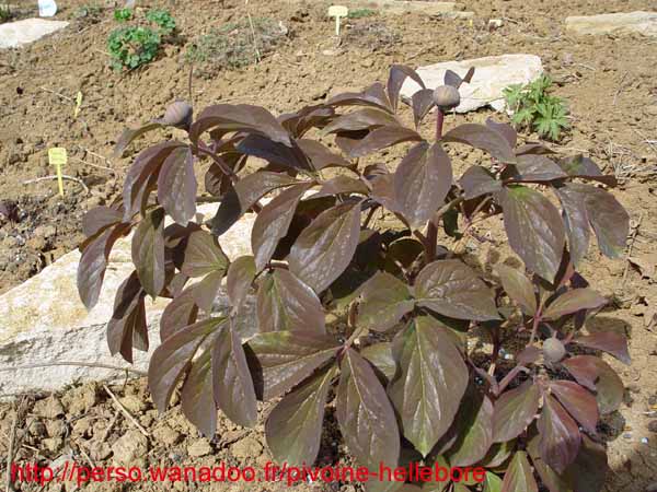 ruprechtiana03