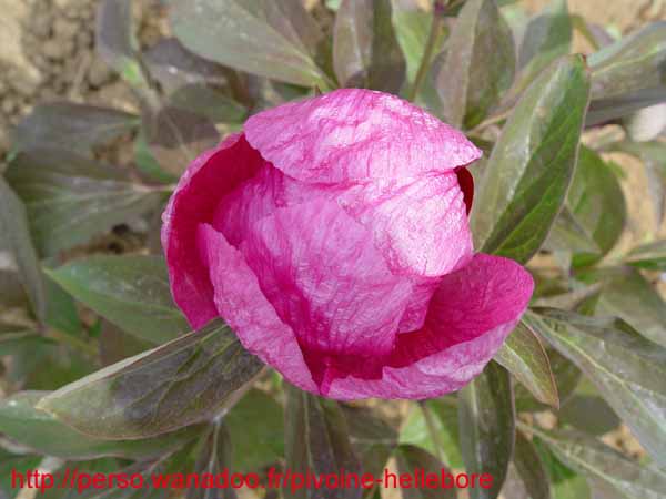 ruprechtiana04