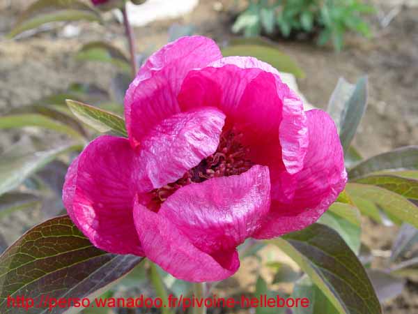 ruprechtiana05