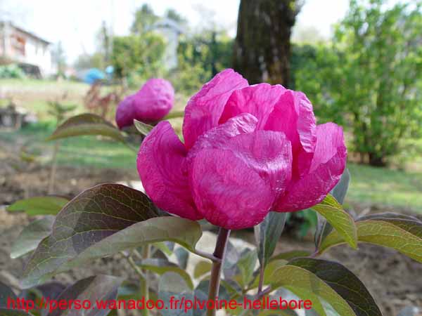 ruprechtiana06