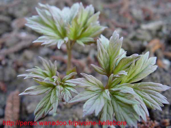sinjiangensis01