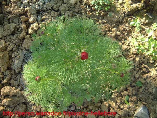 tenuifolia_kl01