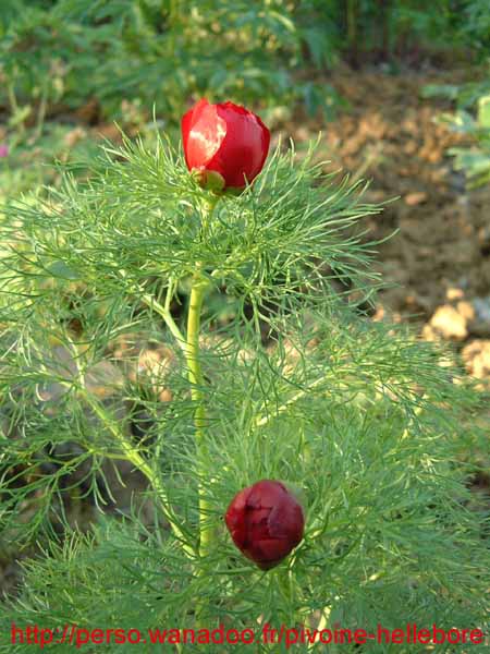 tenuifolia_kl02