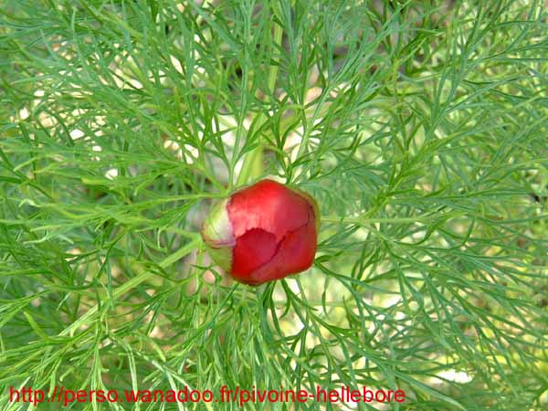 tenuifolia_kl03