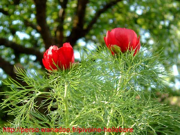 tenuifolia_kl04