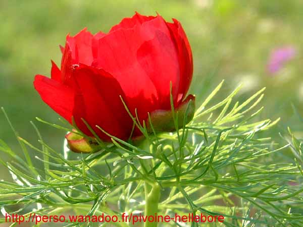 tenuifolia_kl05