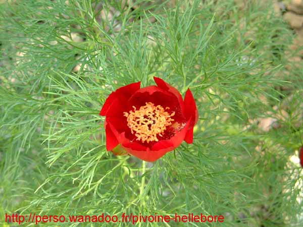 tenuifolia_kl06