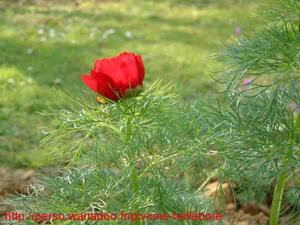 tenuifolia_kl07