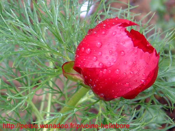 tenuifolia_kl08