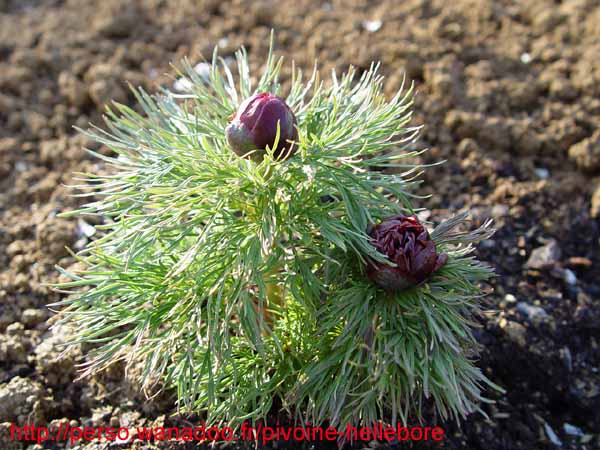 tenuifolia_r_p_zep01