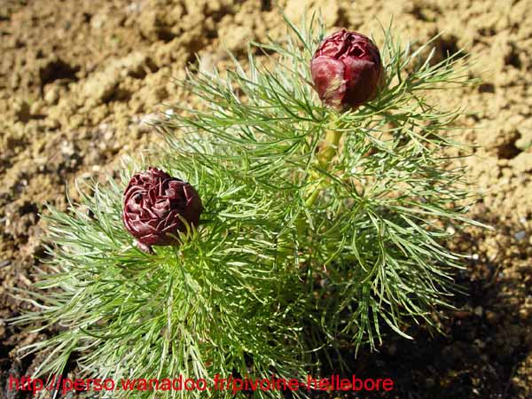 tenuifolia_r_p_zep02