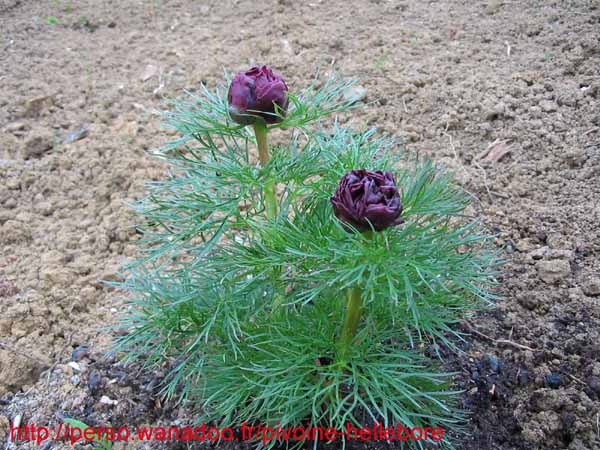 tenuifolia_r_p_zep03