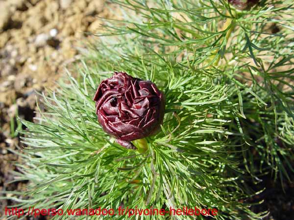 tenuifolia_r_p_zep05