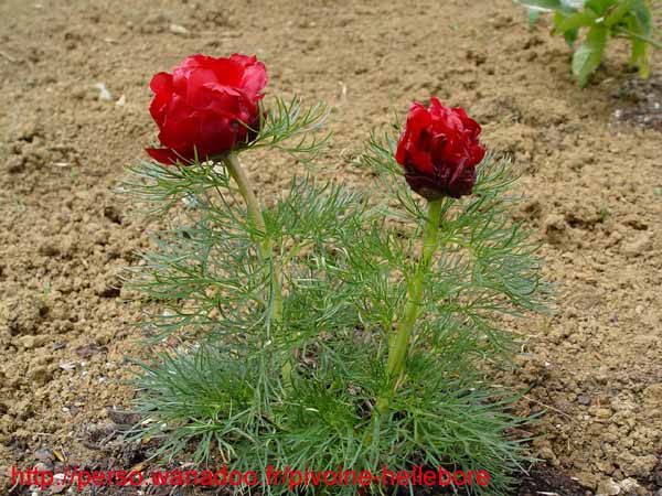 tenuifolia_r_p_zep06