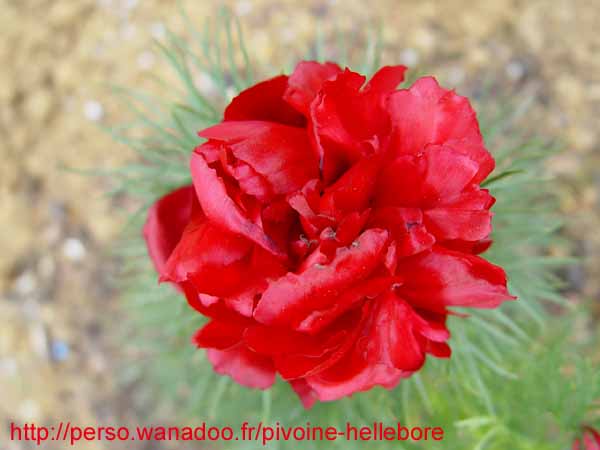tenuifolia_r_p_zep07