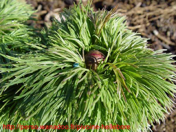 tenuifolia_r_plena_kl01