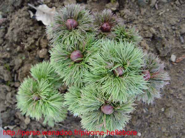 tenuifolia_r_plena_kl02