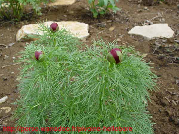 tenuifolia_r_plena_kl03