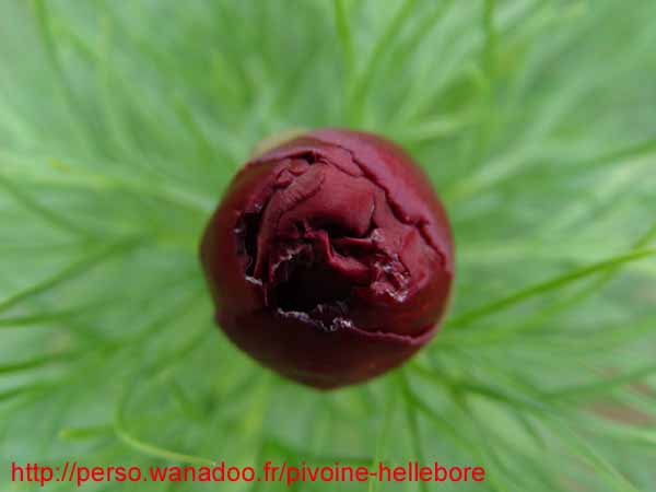 tenuifolia_r_plena_kl04