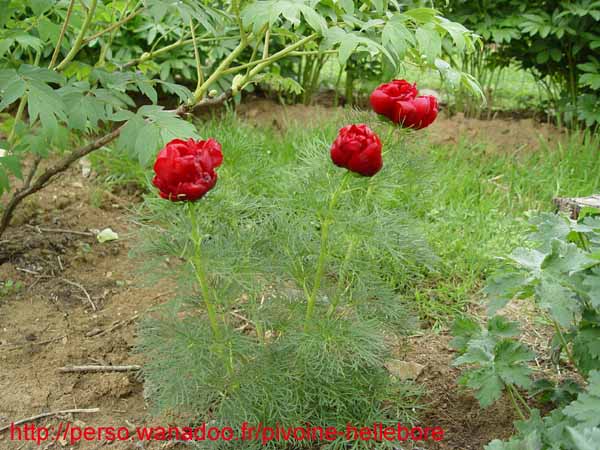 tenuifolia_r_plena_kl05