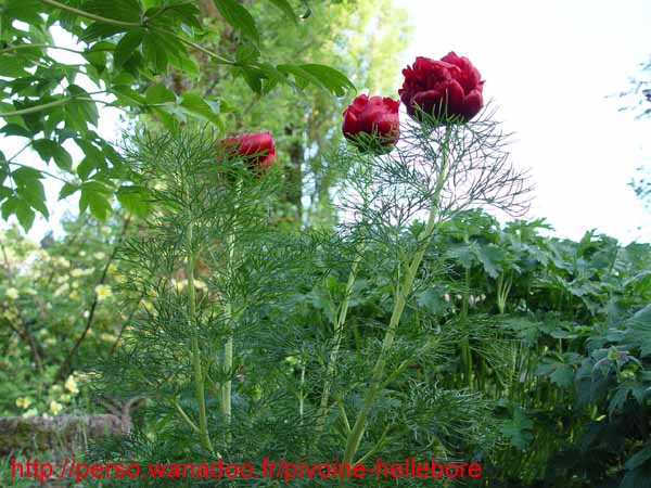 tenuifolia_r_plena_kl06