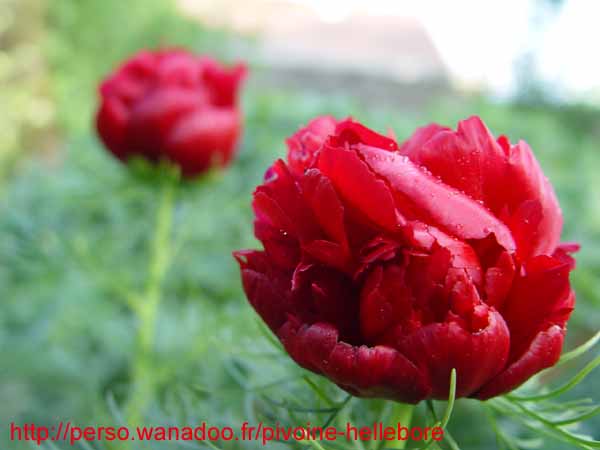tenuifolia_r_plena_kl07