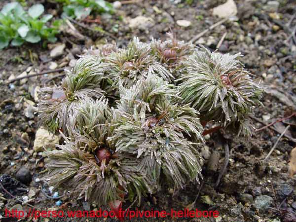 tenuifolia_st_jean01