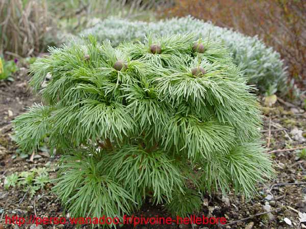 tenuifolia_st_jean02