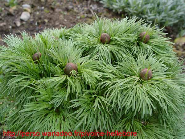 tenuifolia_st_jean03