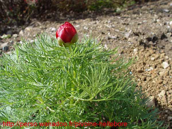 tenuifolia_st_jean04